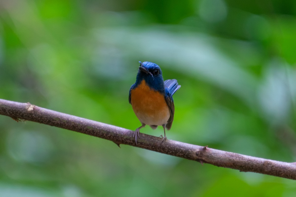 Blue-throated/Chinese Blue Flycatcher - ML270341081