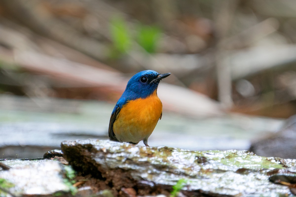 Blue-throated/Chinese Blue Flycatcher - ML270341091