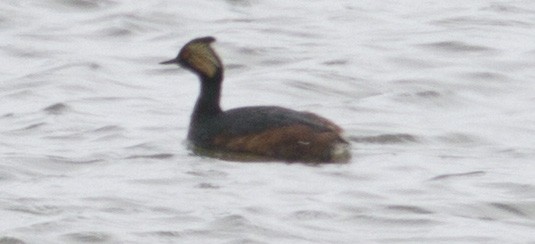 Eared Grebe - ML27034131