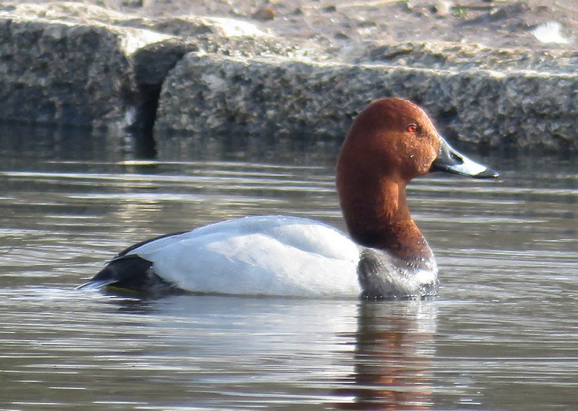 Common Pochard - ML270341841