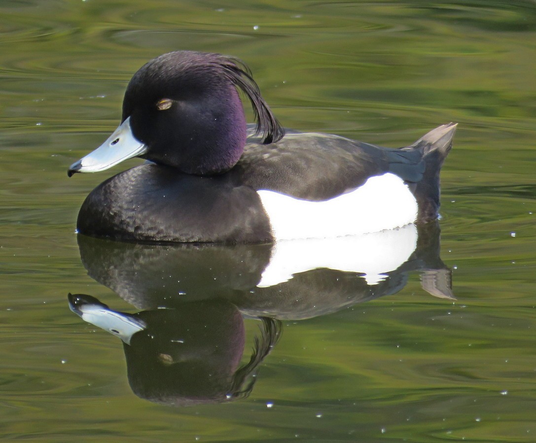 Tufted Duck - ML270342471