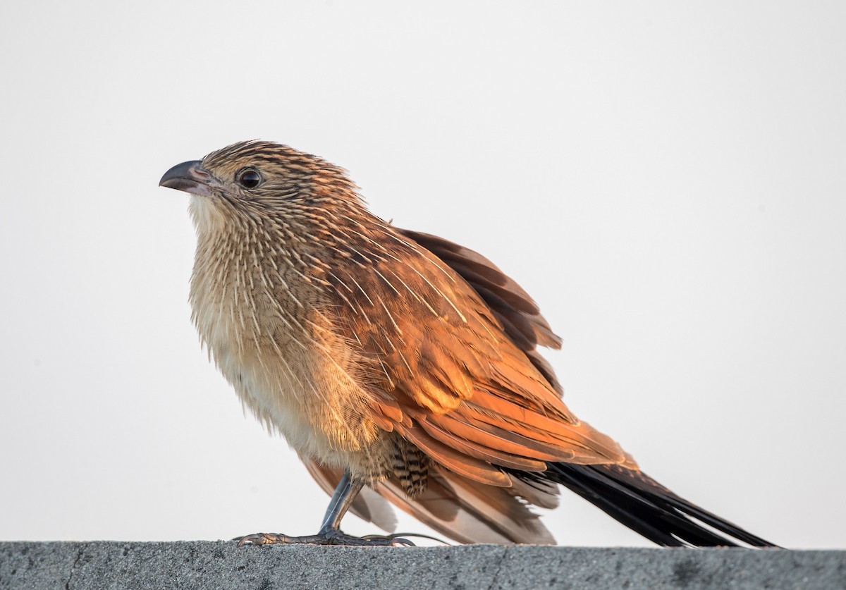 Lesser Coucal - Kai Pflug