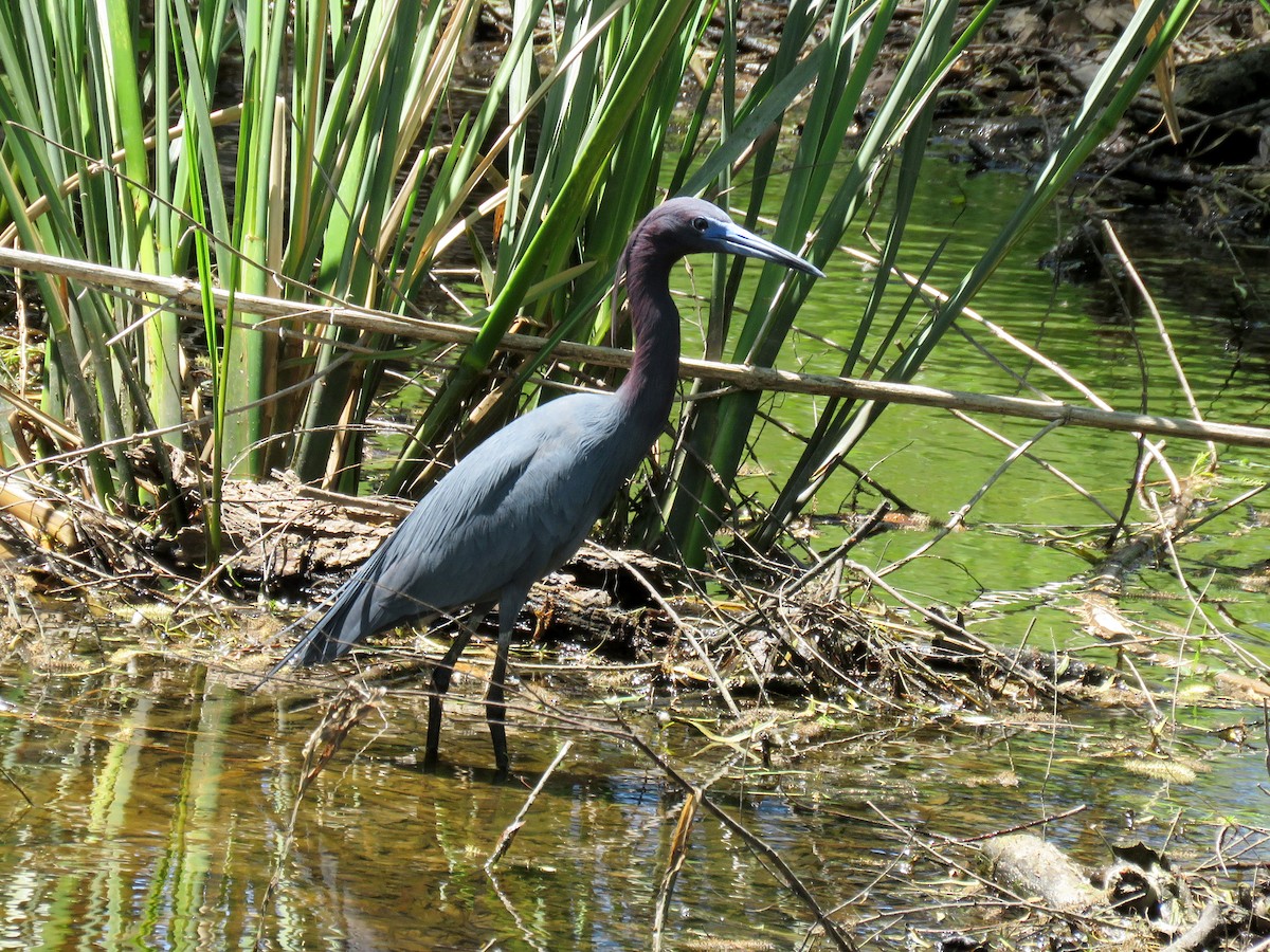 Little Blue Heron - ML27034321