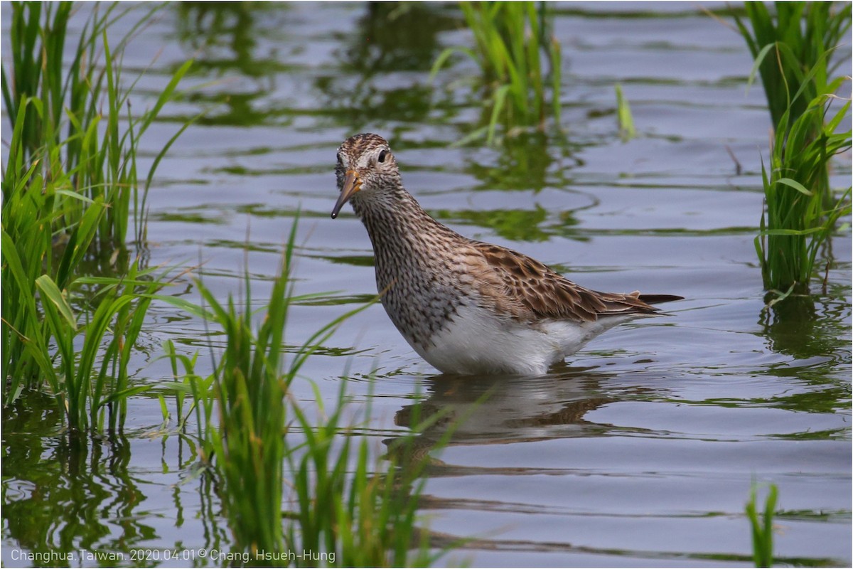 Pectoral Sandpiper - HsuehHung Chang