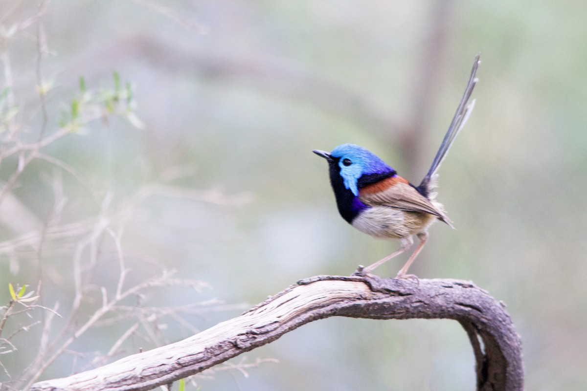 Variegated Fairywren - Ronan Mann Betanzos