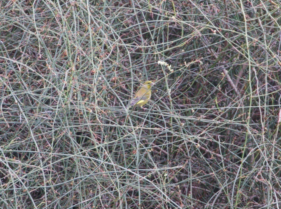 European Greenfinch - ML270345231