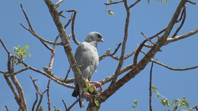 Graubürzel-Singhabicht - ML270346421