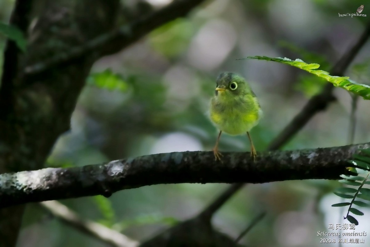 Martens's Warbler - ML270346441