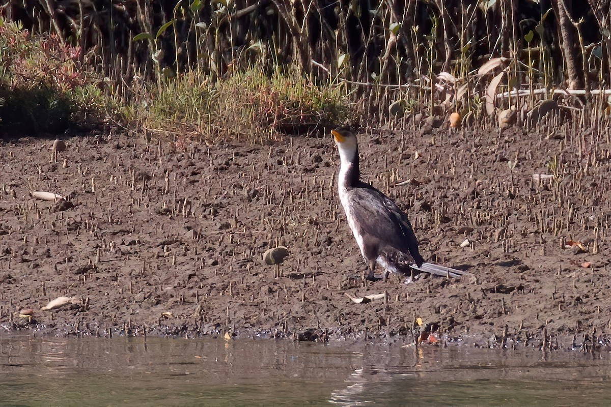 Cormorán Piquicorto - ML270347691