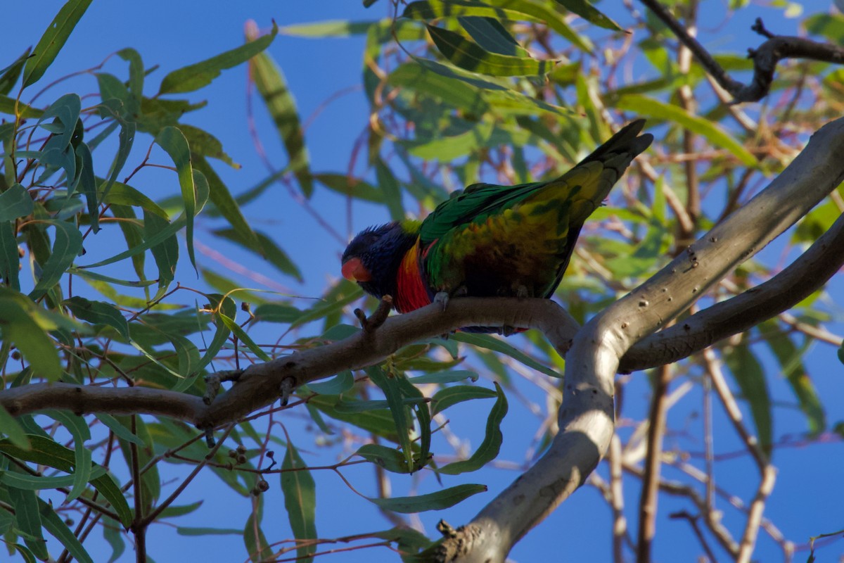 Lori Arcoiris - ML270347821