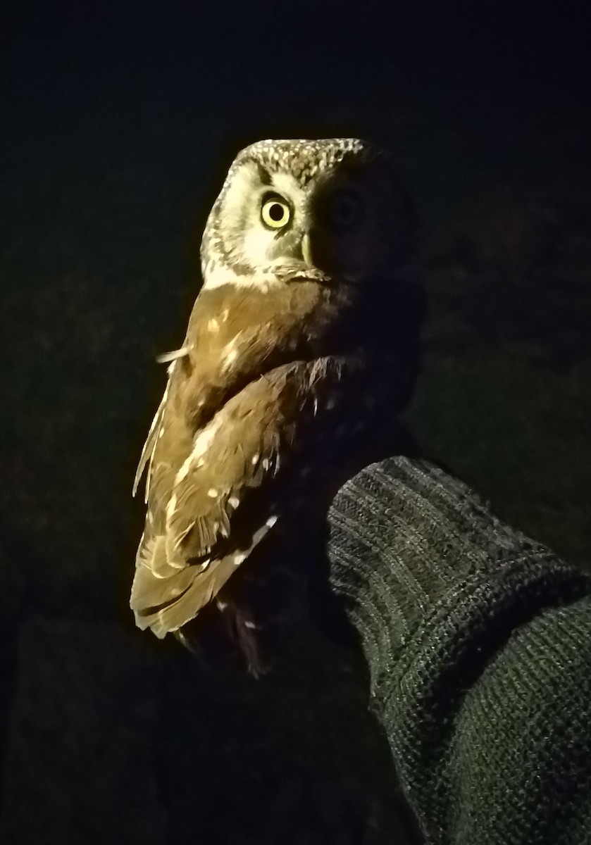 Boreal Owl - ML270351391