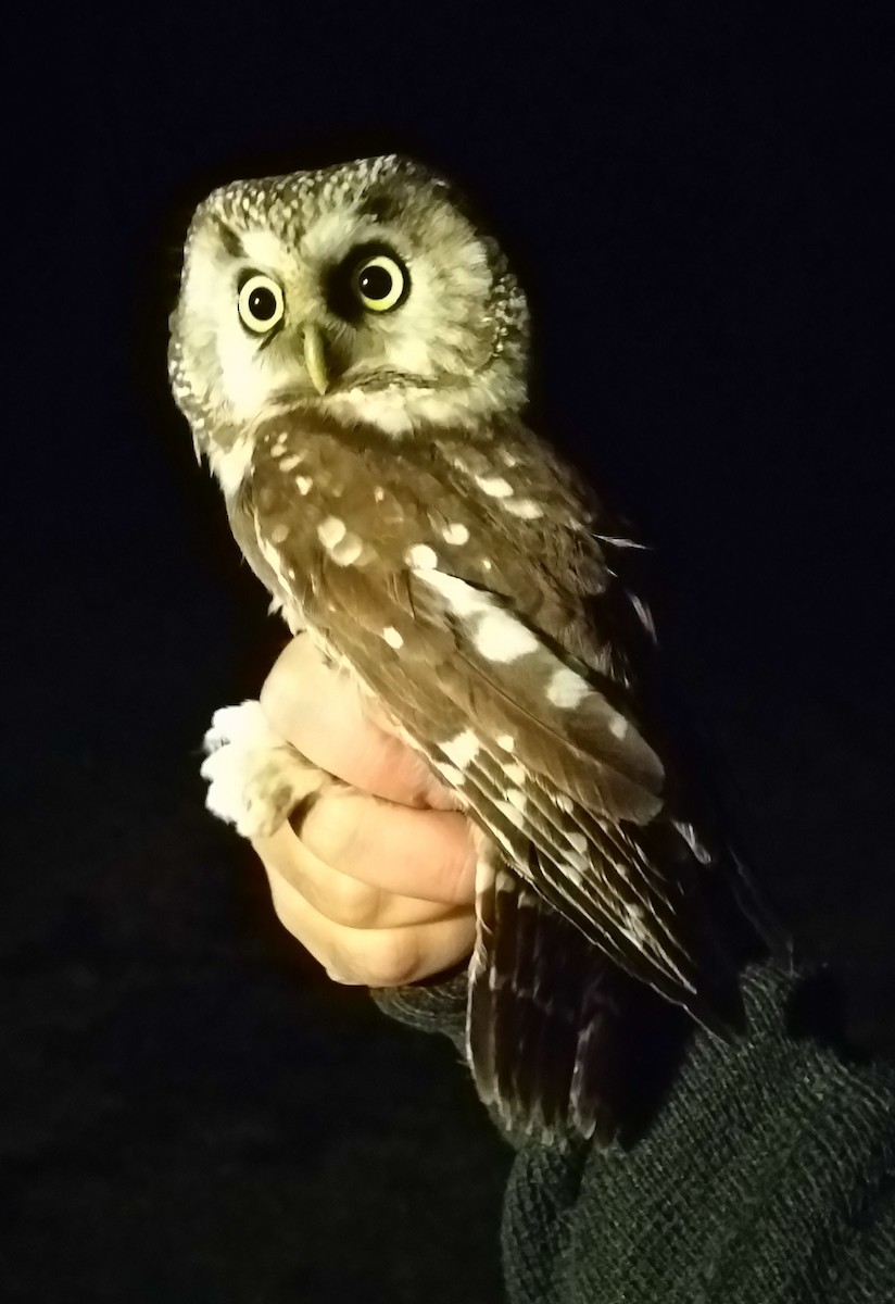 Boreal Owl - ML270351401