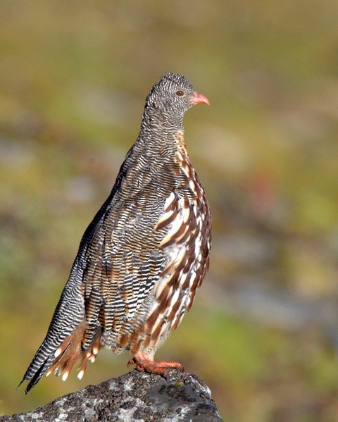 Snow Partridge - ML270351941