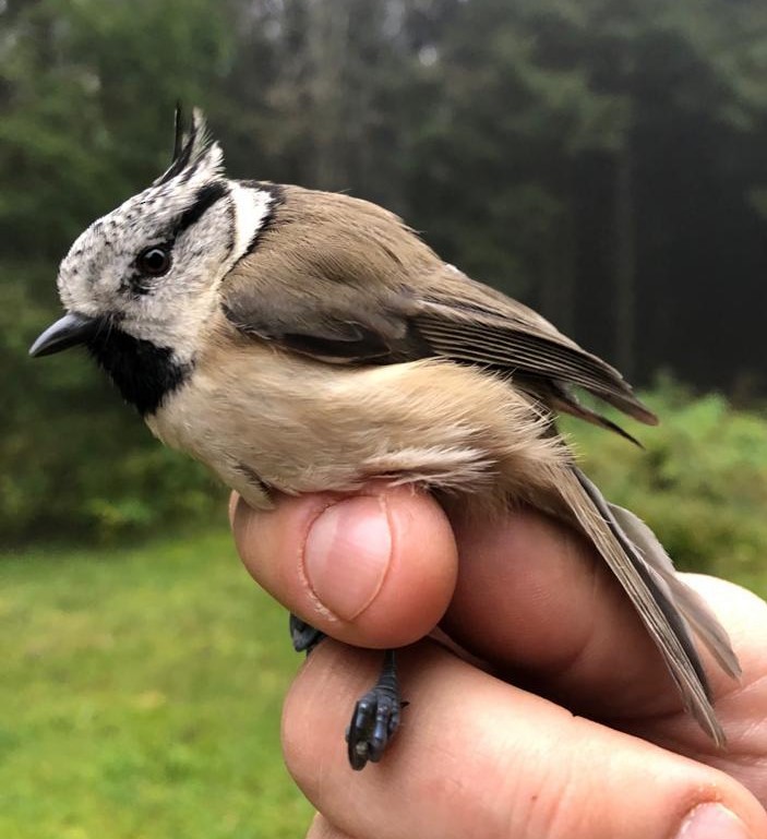 Crested Tit - ML270352231