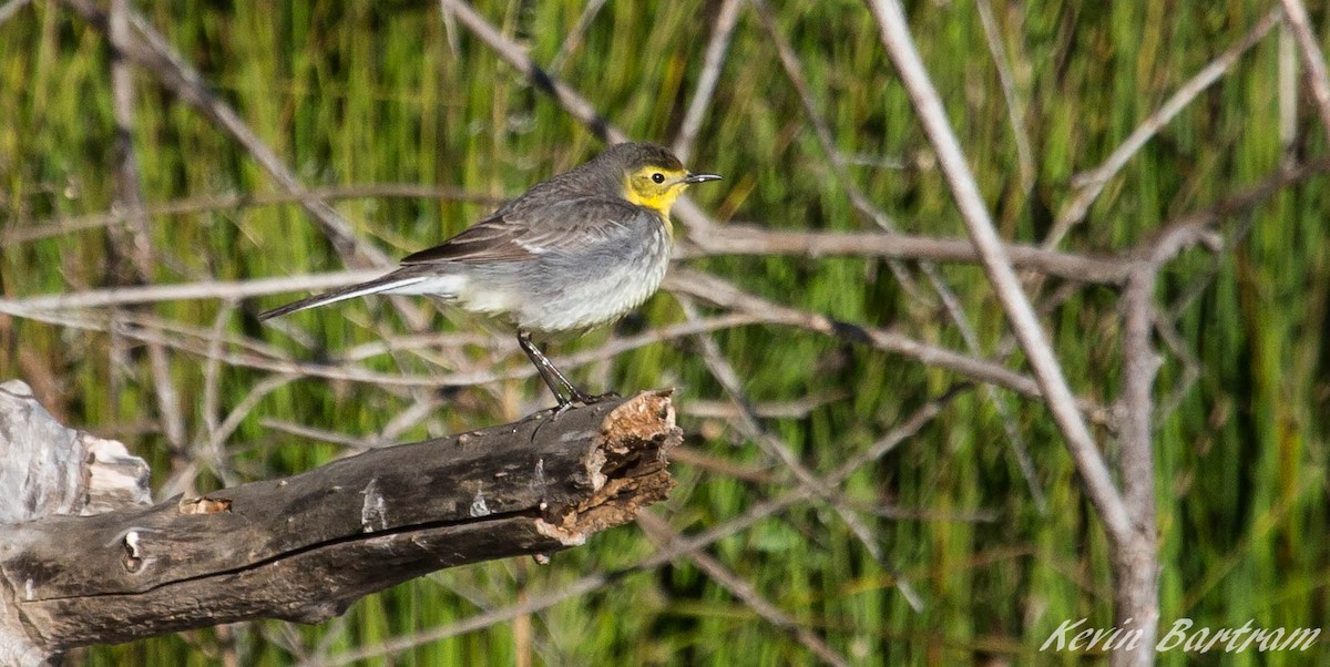 Citrine Wagtail - Kevin Bartram