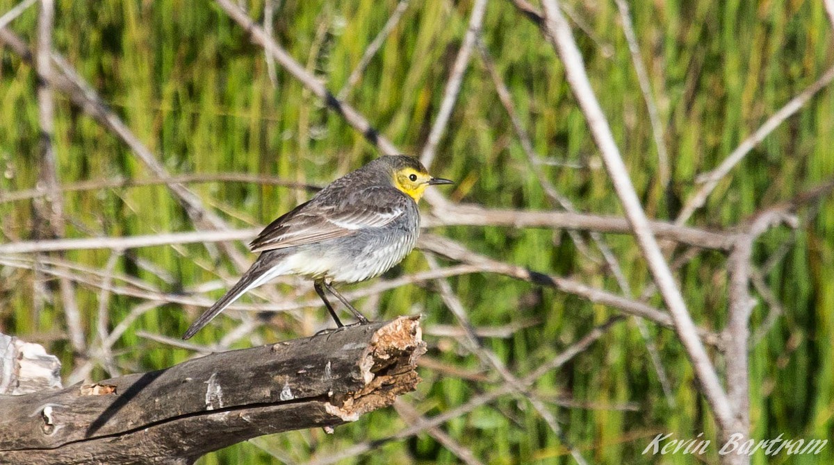 Citrine Wagtail - Kevin Bartram