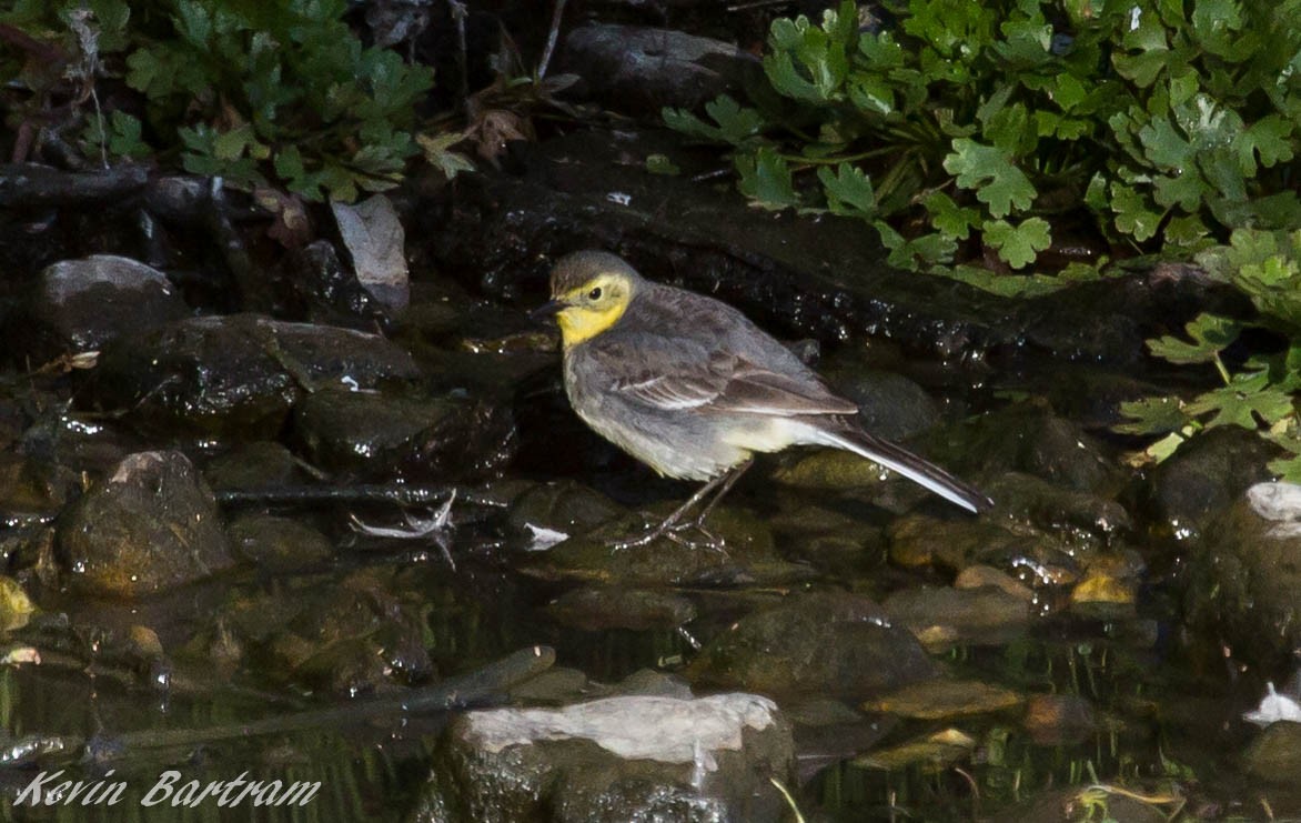 Citrine Wagtail - Kevin Bartram