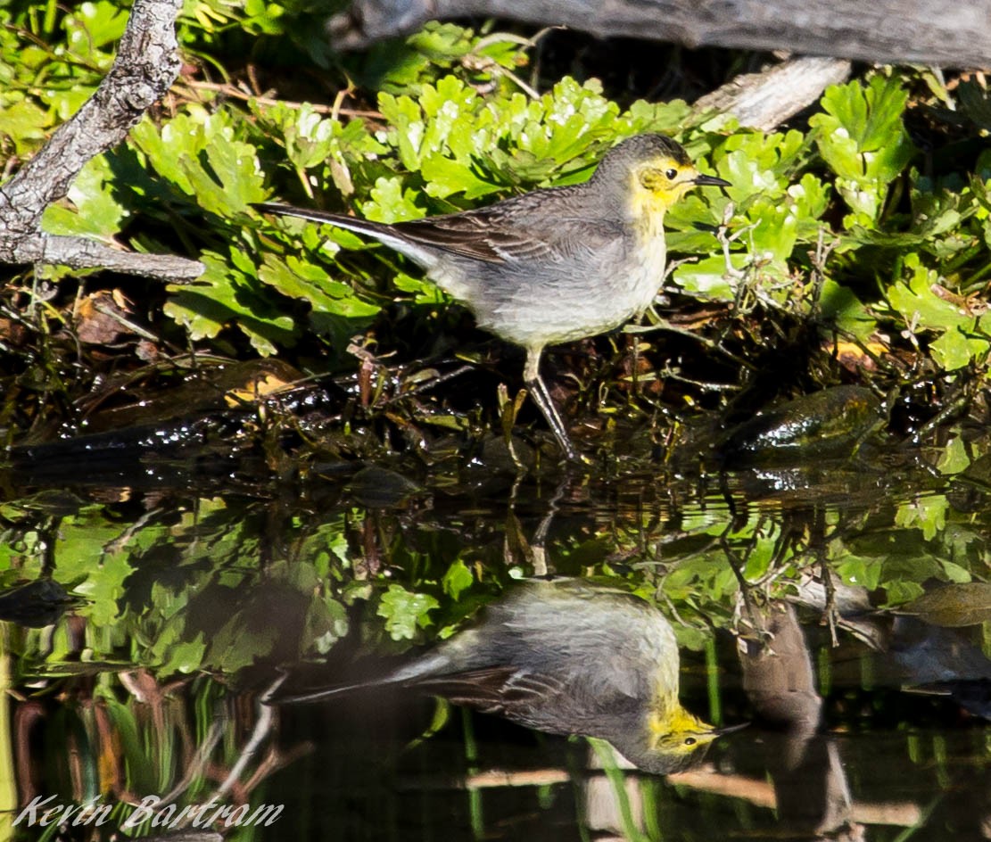 Citrine Wagtail - ML270357451