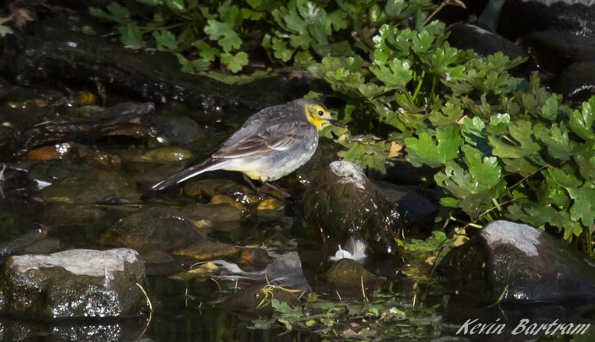 Citrine Wagtail - Kevin Bartram