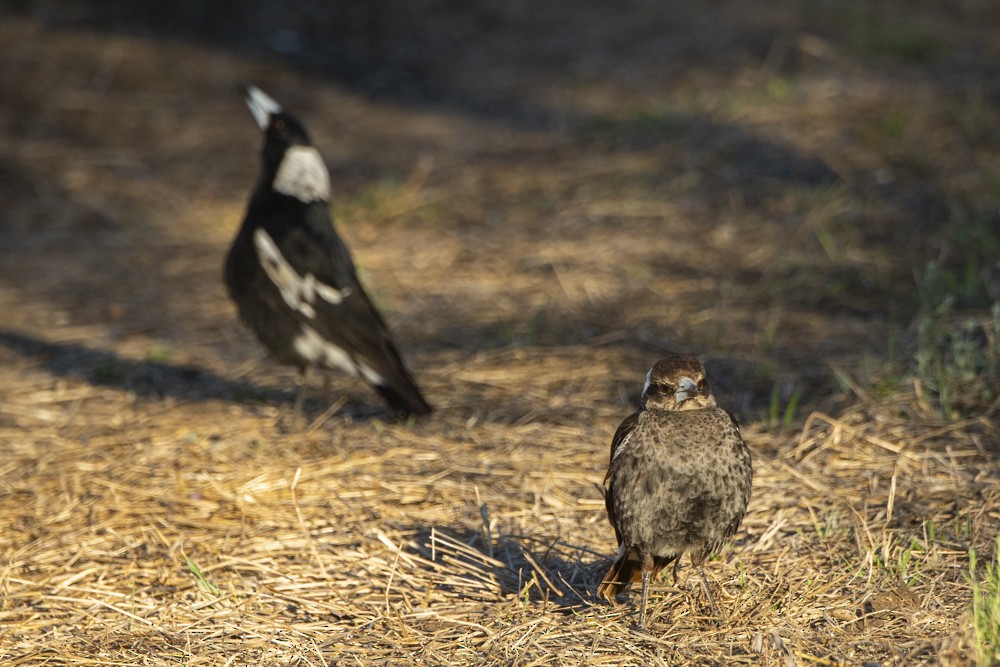 Australian Magpie - ML270357751