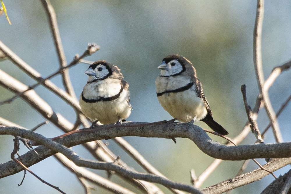 Double-barred Finch - ML270357831