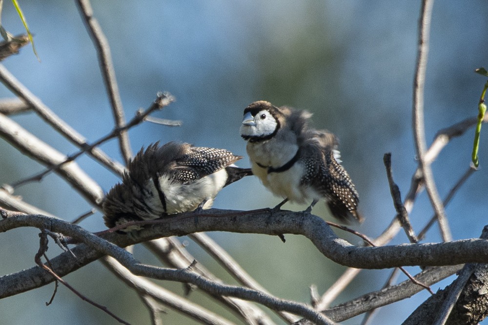 Double-barred Finch - ML270357841