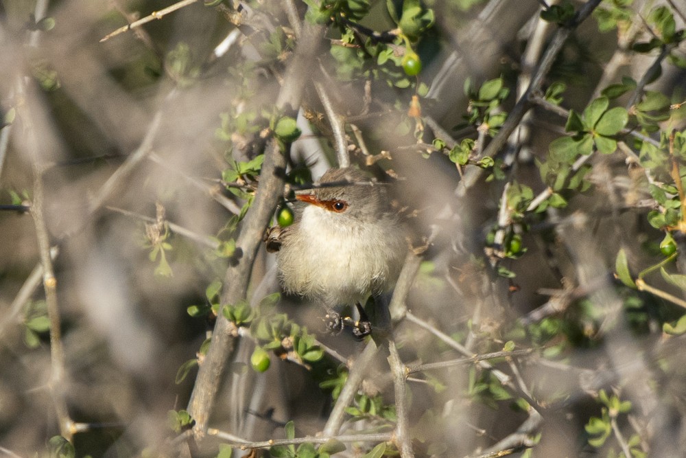 Purple-backed Fairywren - ML270357931