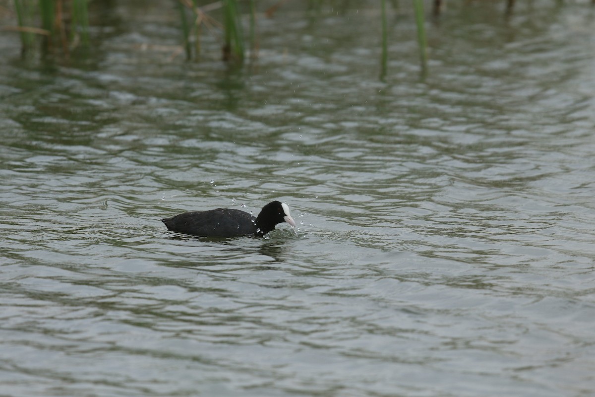 Eurasian Coot - Melvin Jaison