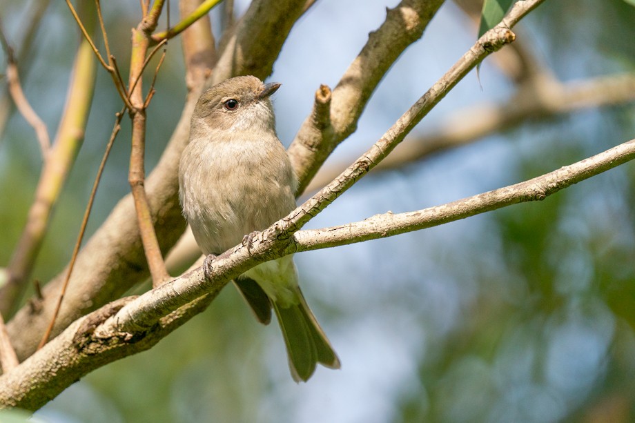 Golden Whistler (Eastern) - ML270358401