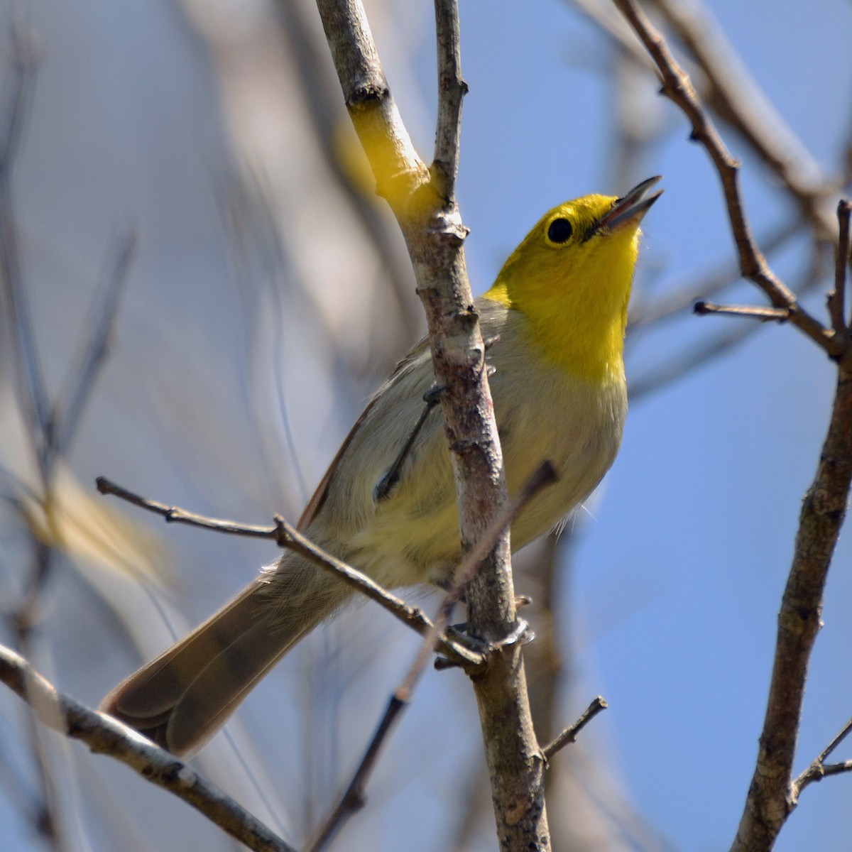 Yellow-headed Warbler - Michael J Good