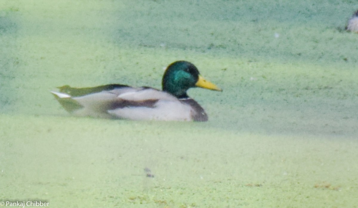 Canard colvert - ML270359011