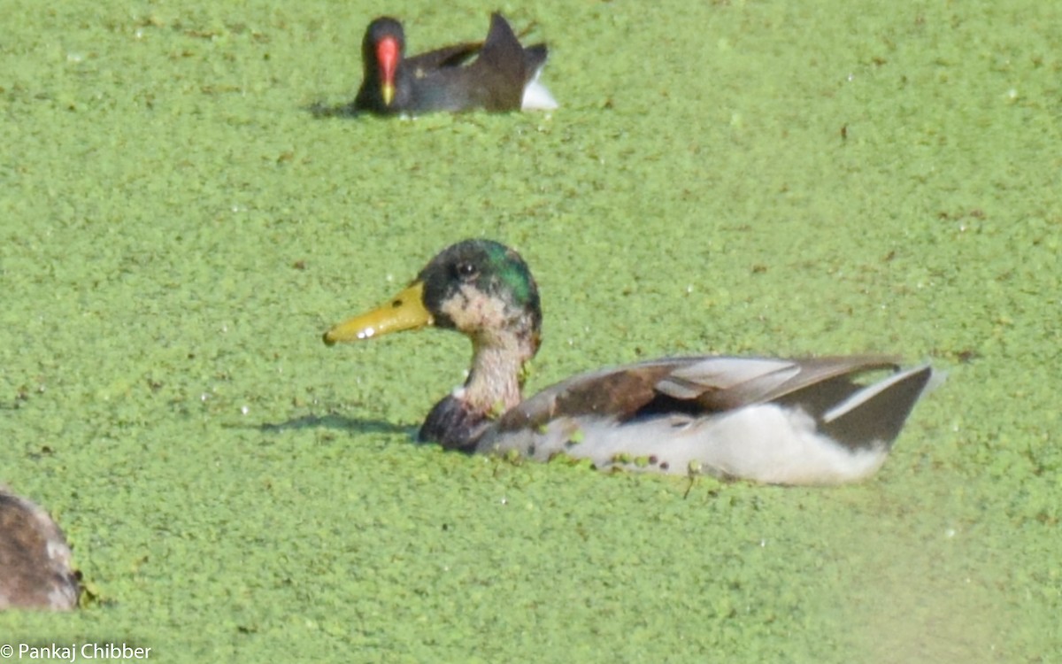 Canard colvert - ML270359021