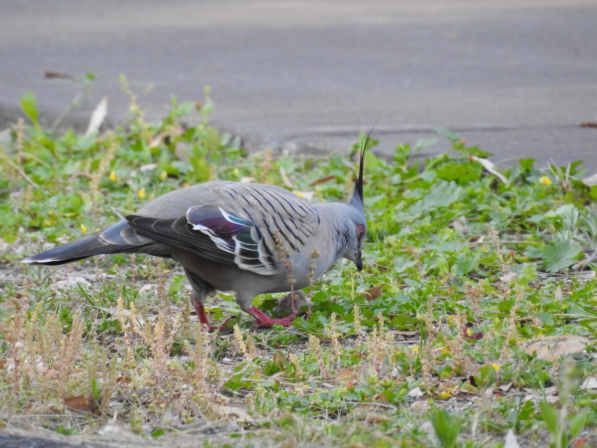 Crested Pigeon - ML270359101