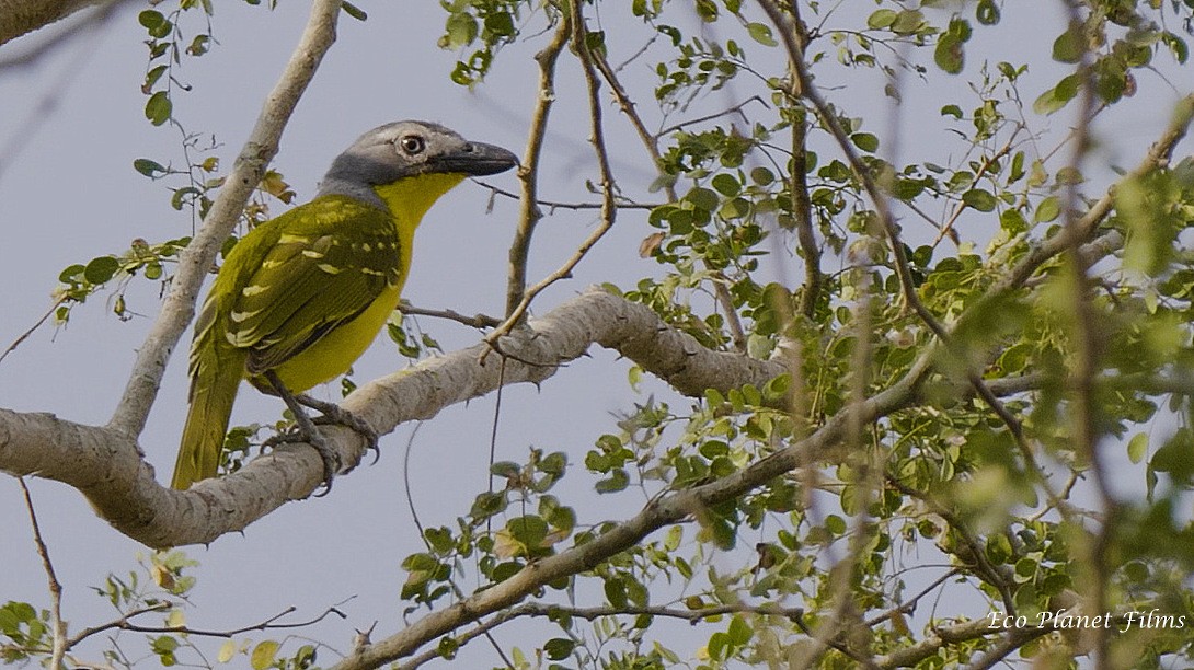 Monteiro's Bushshrike - Arnon Dattner