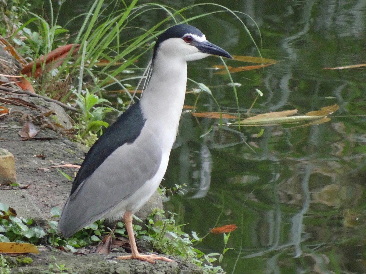 Black-crowned Night Heron - Jeffrey Roth