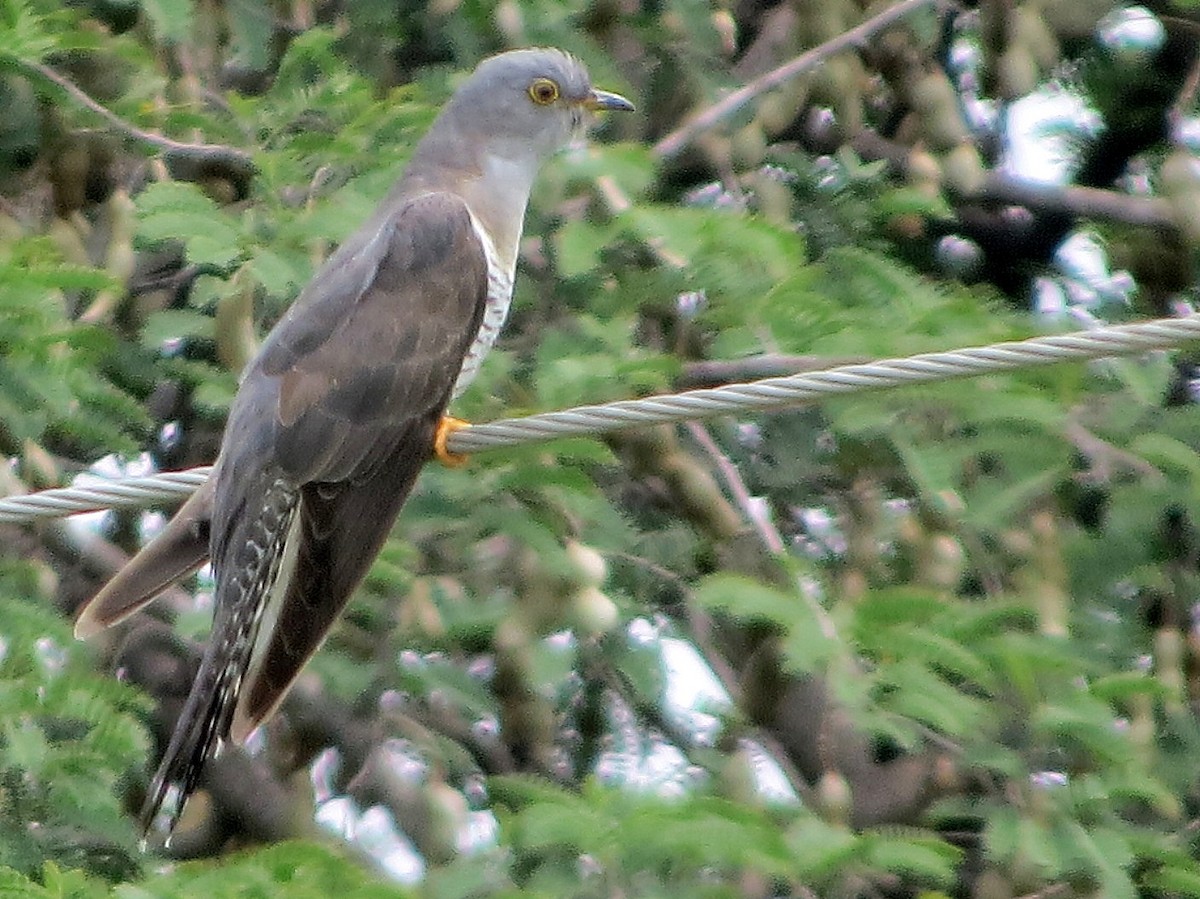 Common Cuckoo - ML270360481