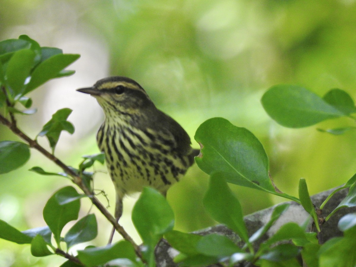 Northern Waterthrush - ML270361061