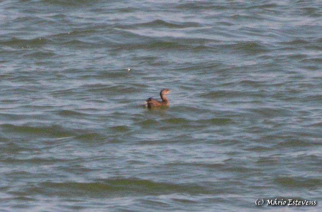 Pied-billed Grebe - ML270361491