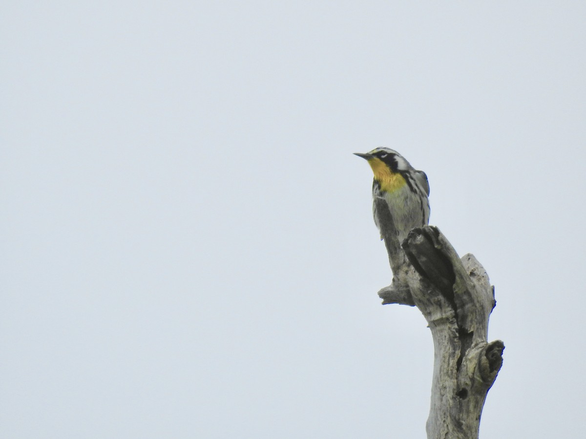 Yellow-throated Warbler - ML270361701