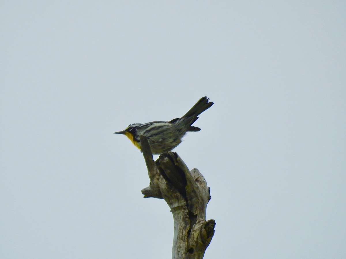 Yellow-throated Warbler - ML270361731