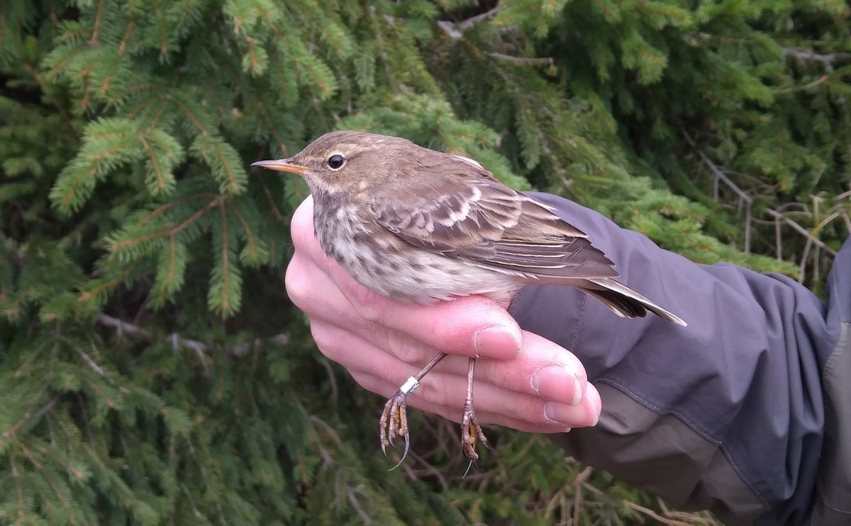 Water Pipit - ML270362181