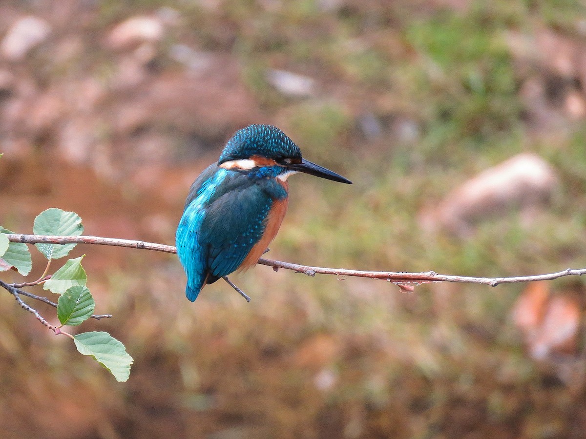 Common Kingfisher - ML270362641