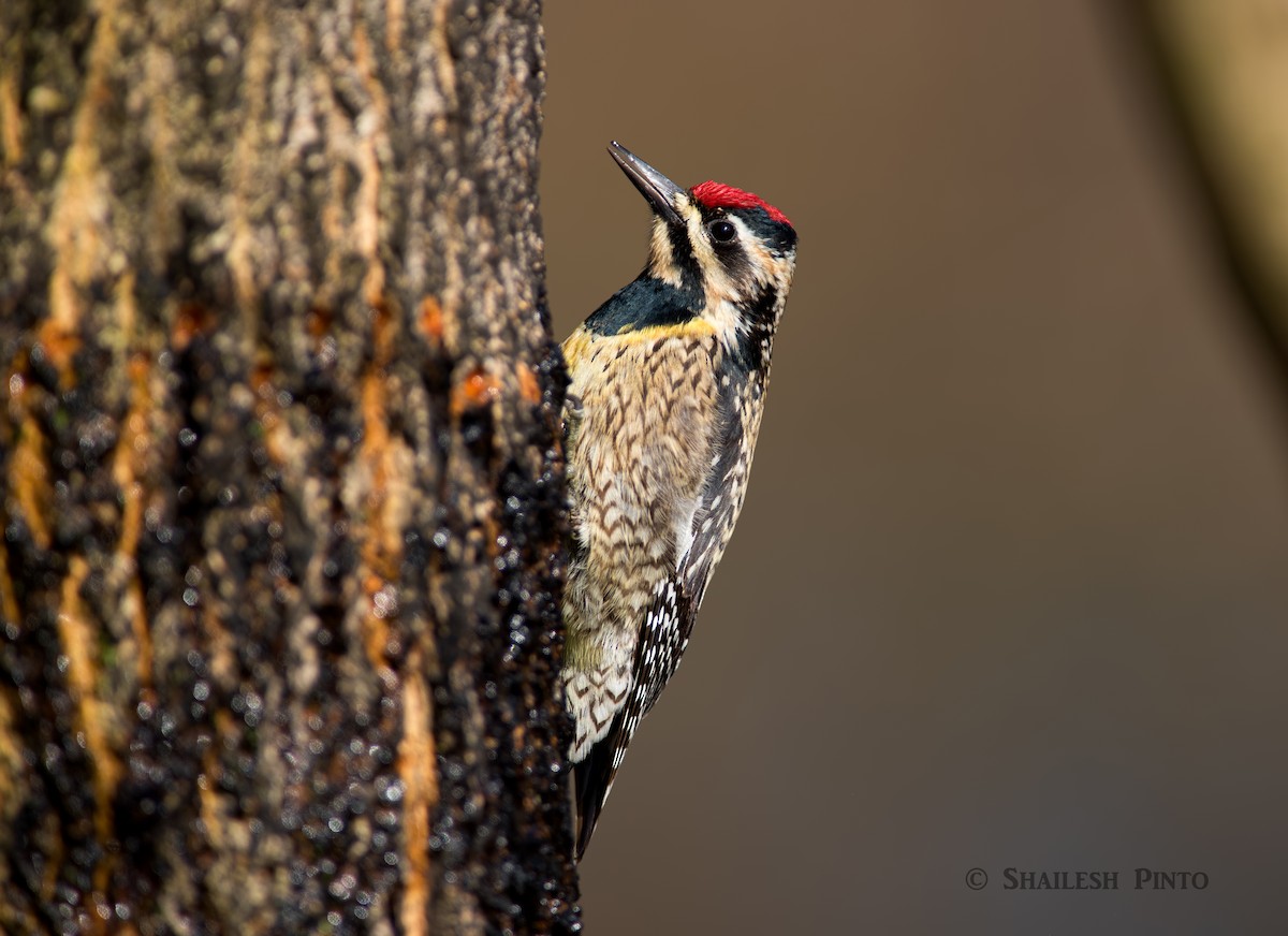 Yellow-bellied Sapsucker - Shailesh Pinto