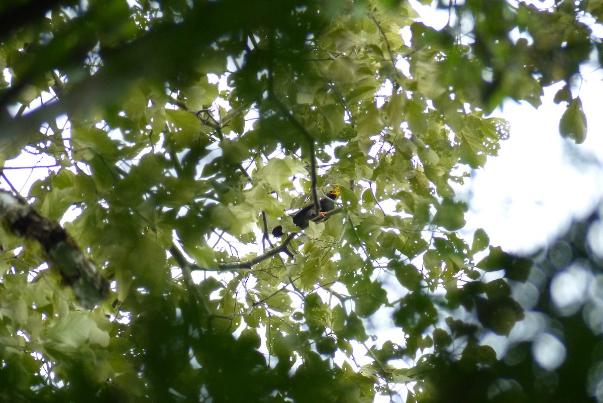 Yellow-legged Thrush - ML270364161