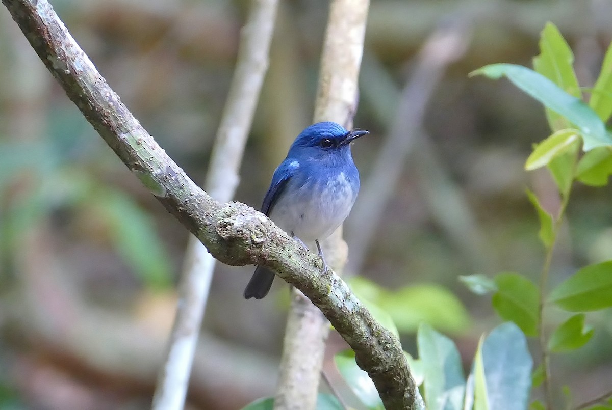 Hainan Blue Flycatcher - Matthew Crawford