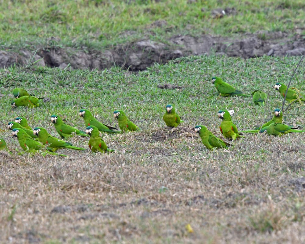 Red-shouldered Macaw - ML270370791