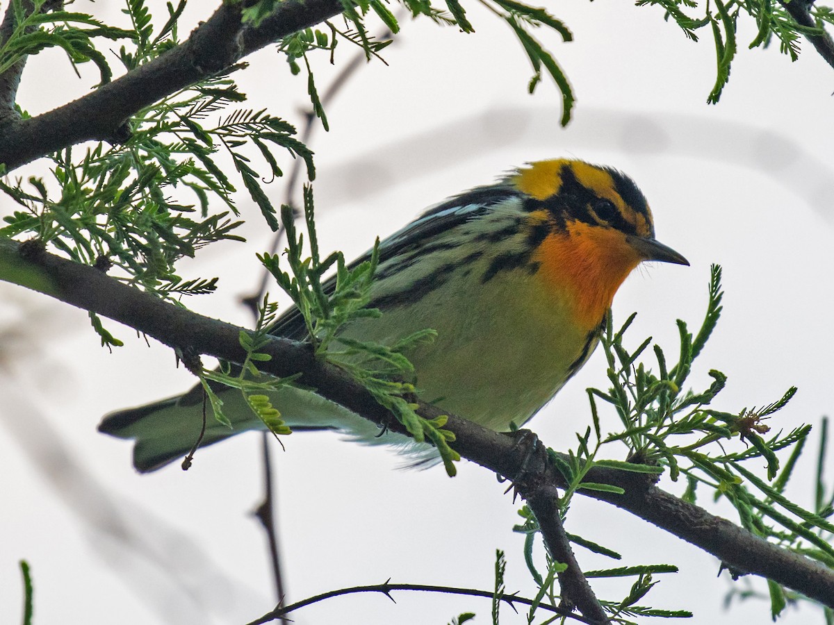 Blackburnian Warbler - ML27037371