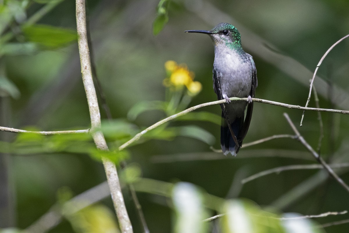 Violet-capped Woodnymph - ML270373771
