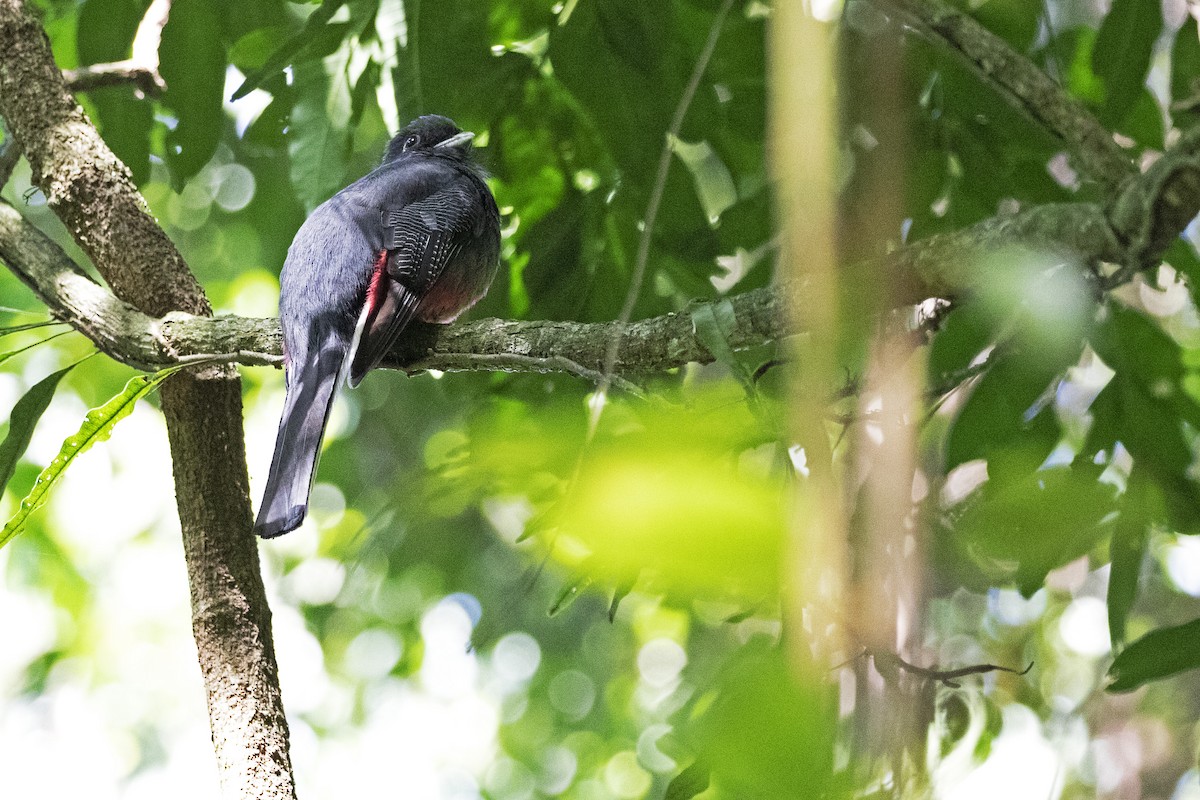 Surucua Trogon - ML270373901