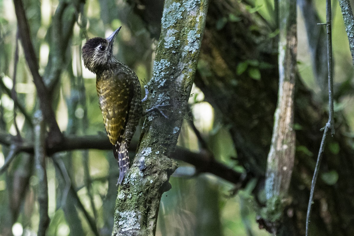 White-spotted Woodpecker - ML270374021